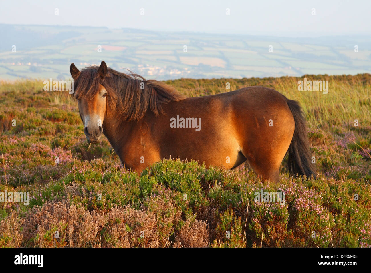 Parc National d'Exmoor poney Exmoor : parmi les pâturages, Heather sur Dunkery Beacon, Somerset. Banque D'Images