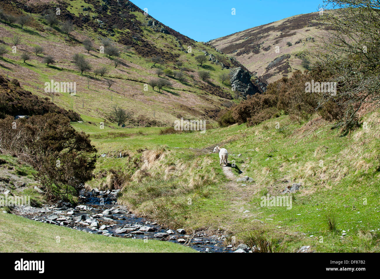 Cours d'eau à travers la vallée de moulin à carder, Long Mynd, Church Stretton, Shropshire, Angleterre Banque D'Images