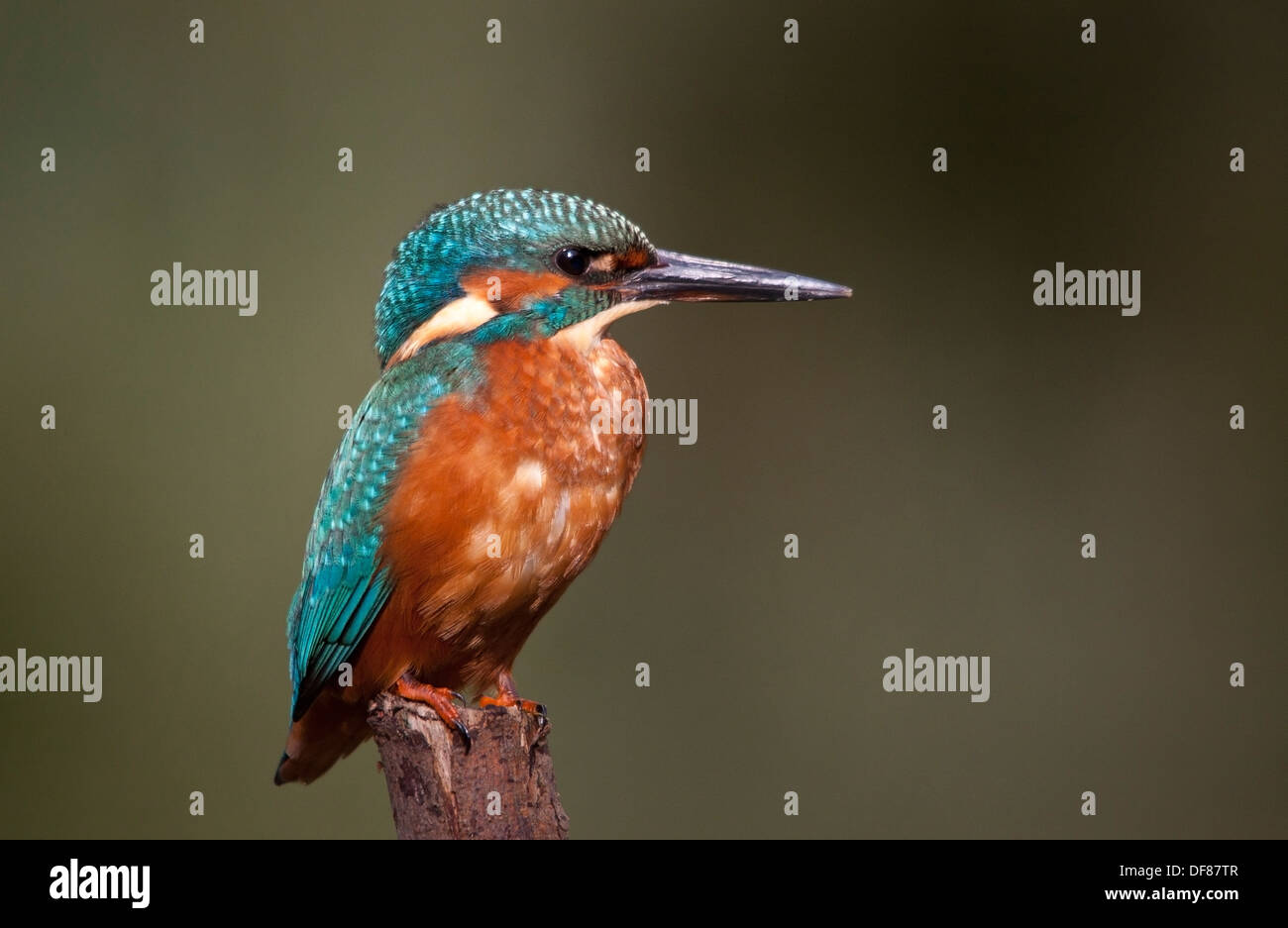 Rivière kingfisher Alcedo atthis glasgow kelvin Banque D'Images