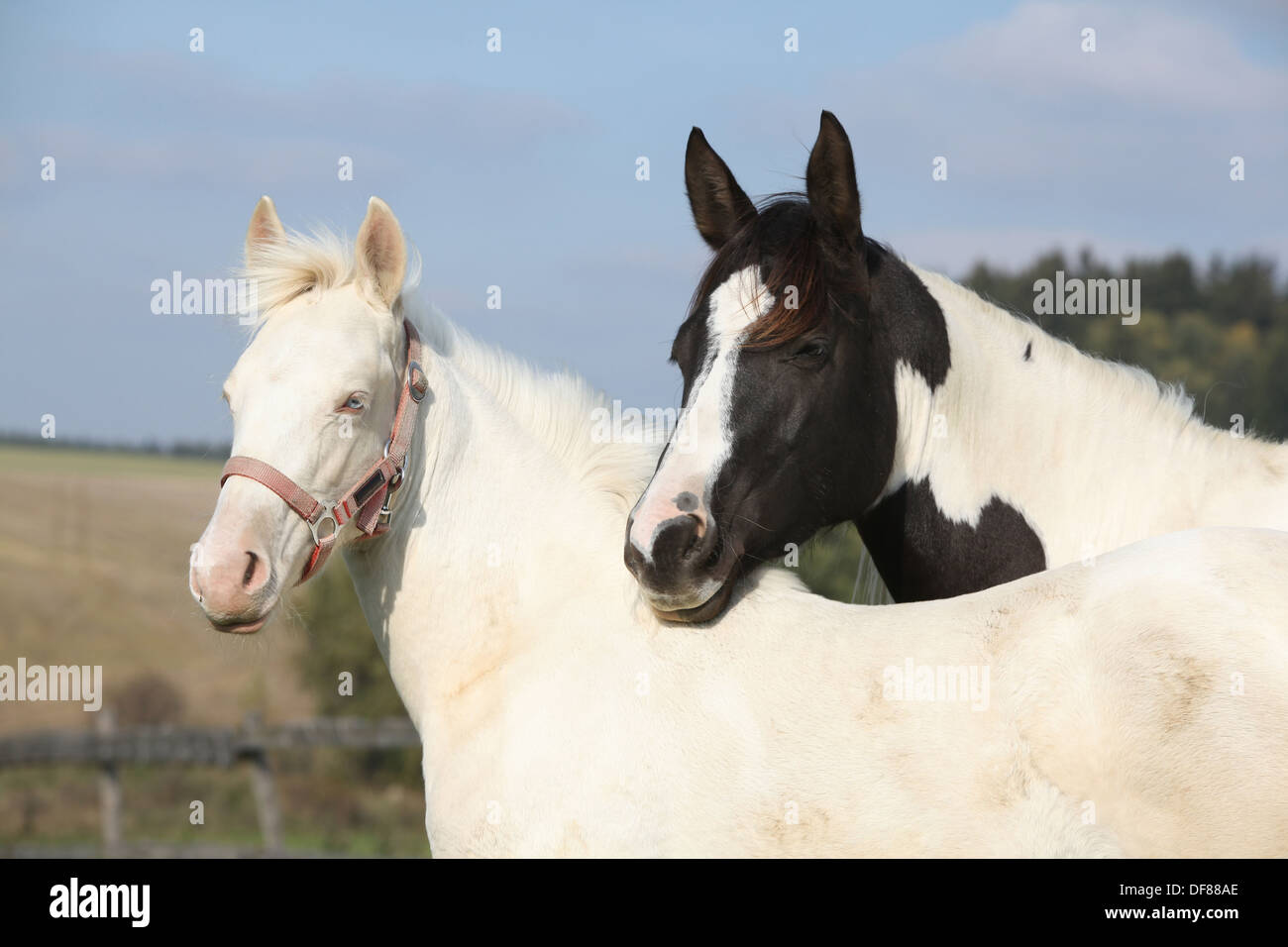 Portrait d'Albino et Paint horse Standing together sur pâturages Banque D'Images