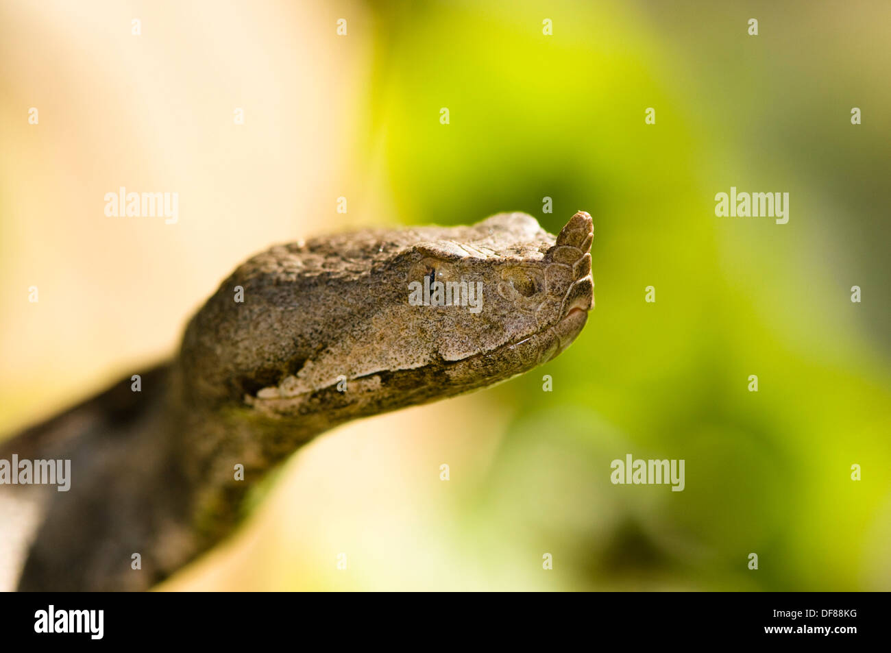 (Vipera ammodytes vipère à cornes), serpent venimeux, karst, Croatie Banque D'Images