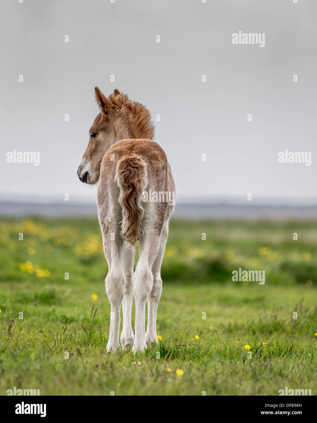 Poulain nouveau-né, de l'Islande. Cheval de race pure. Banque D'Images