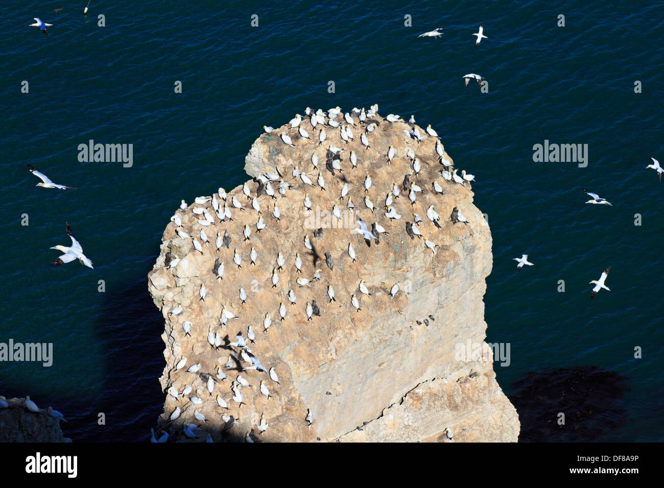 Nab échelle réserve naturelle RSPB, falaises de Bempton, East Yorkshire, Angleterre, Royaume-Uni. Accueil à une colonie de fou de bassan. Banque D'Images