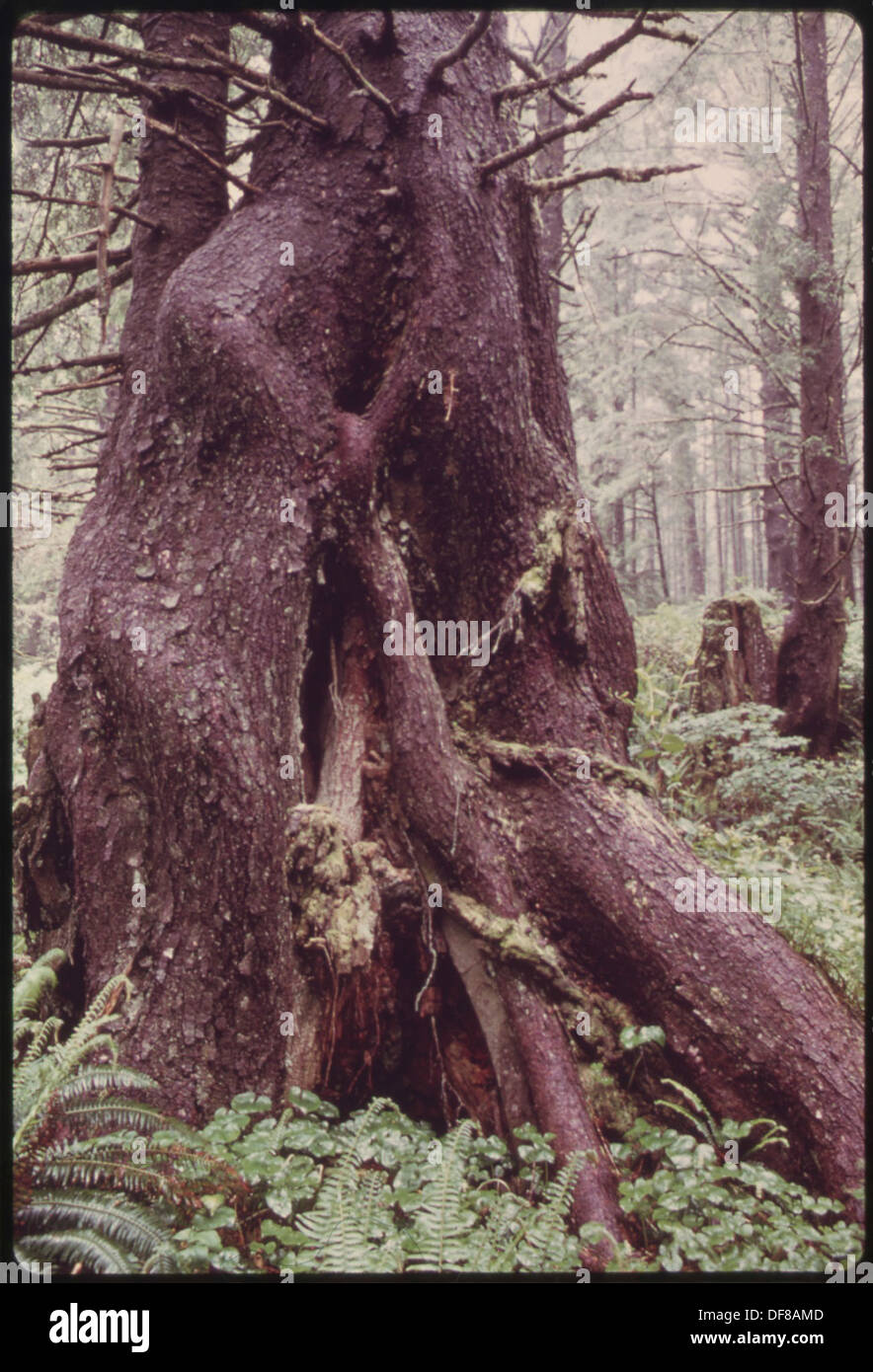 L'ÉPINETTE DE SITKA QUI POUSSE À TRAVERS ET À PARTIR D'UNE SOUCHE D'INFIRMIÈRE QUI A 400 À 700 ANS. SALAL, WESTERN SWORD-FERN, PERLE... 554977 Portrait Banque D'Images