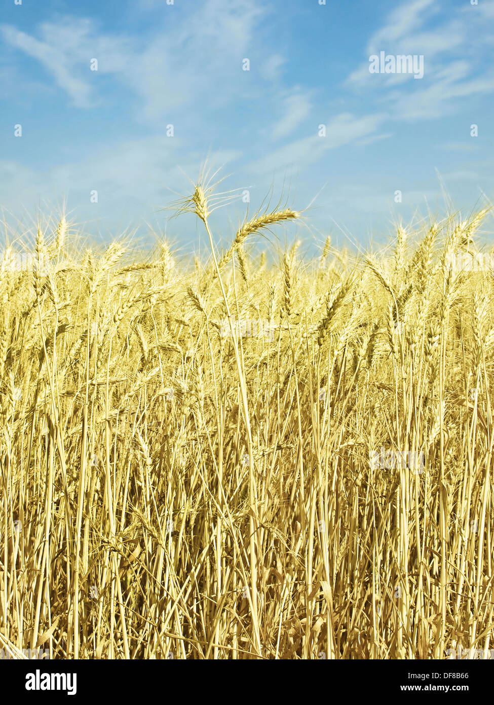 Les épis de blé jaune sur le field. Banque D'Images
