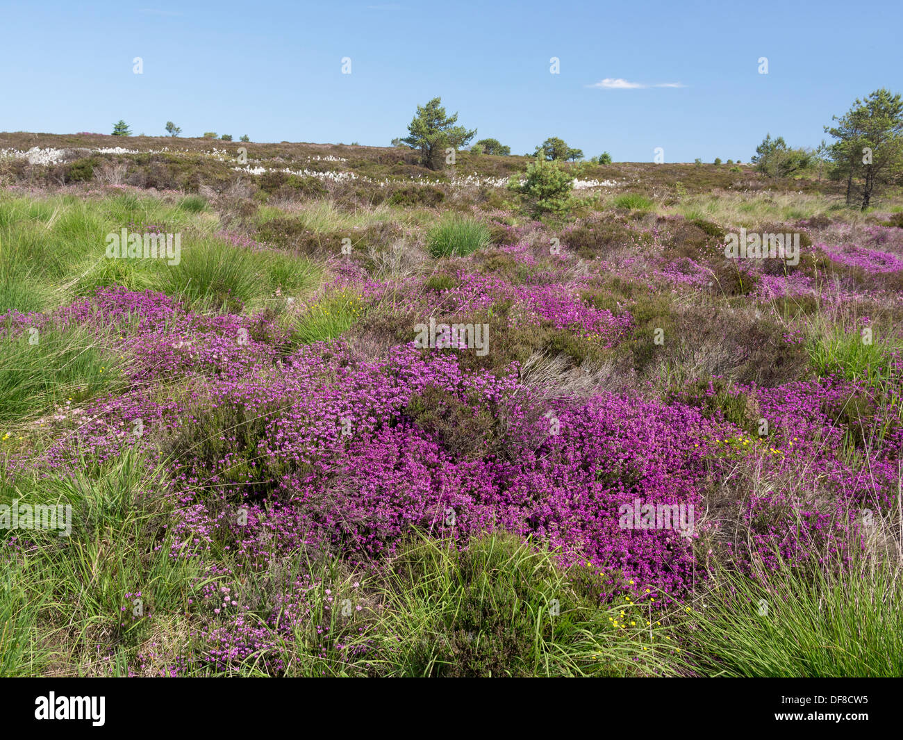 Début de bruyères sur North York Moors UK Banque D'Images