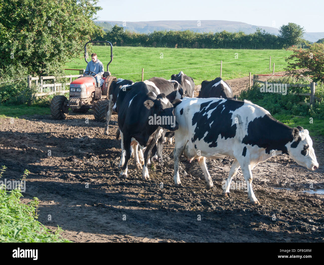 Bouvier sur un tracteur troupeaux de vaches laitières retour à la ferme pour la traite Banque D'Images