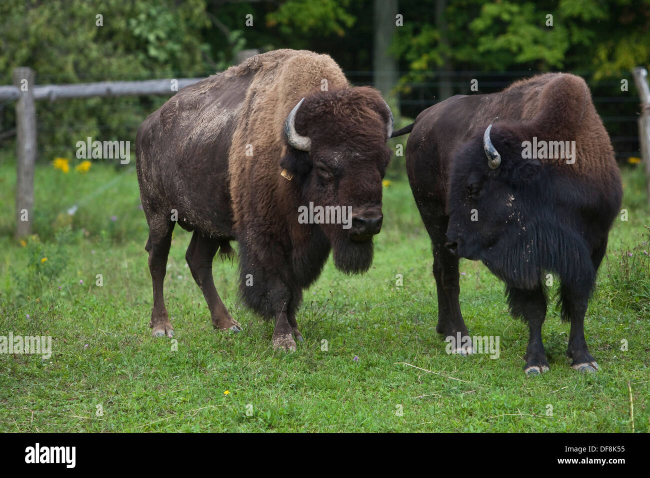 Les buffles sont illustrés à l'Empire Buffalo ferme à Chittenango, NY Banque D'Images