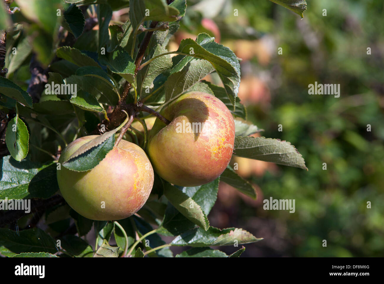 La pomme (Malus domestica) James Grieve, poussant sur un arbre, Sheffield, Angleterre. Banque D'Images