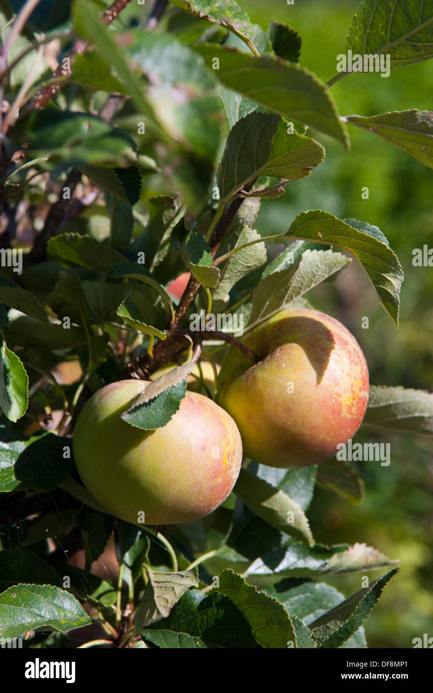 La pomme (Malus domestica) James Grieve, poussant sur un arbre, Sheffield, Angleterre. Banque D'Images