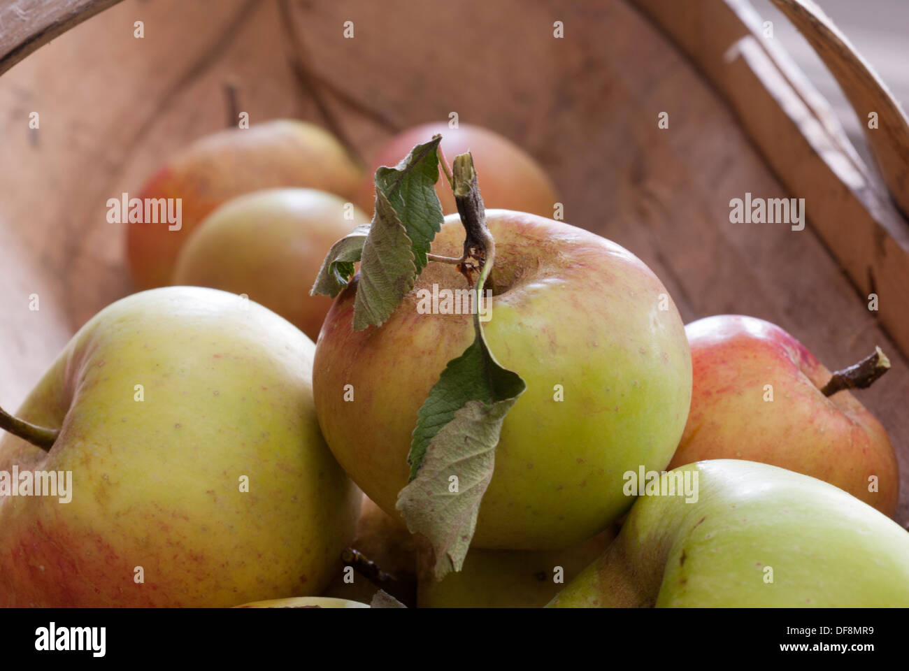 Une Sussex trug fraîchement cueillies de James Grieve et Grenadier des pommes. Banque D'Images