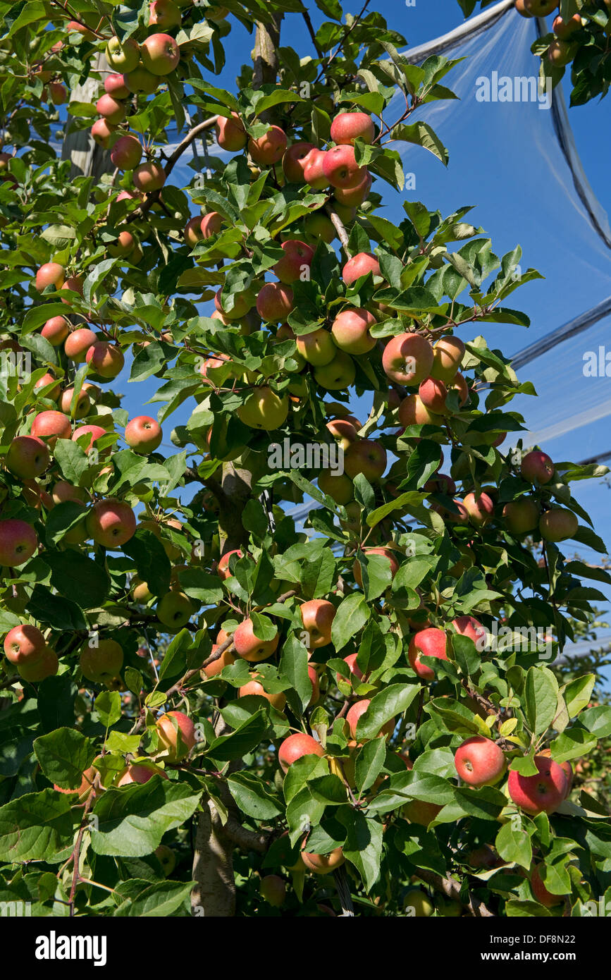 La fructification des pommes mûres fortement cordon rose dame sur les arbres près de Sainte-Foy-la-Grande, Gironde, France, Août Banque D'Images