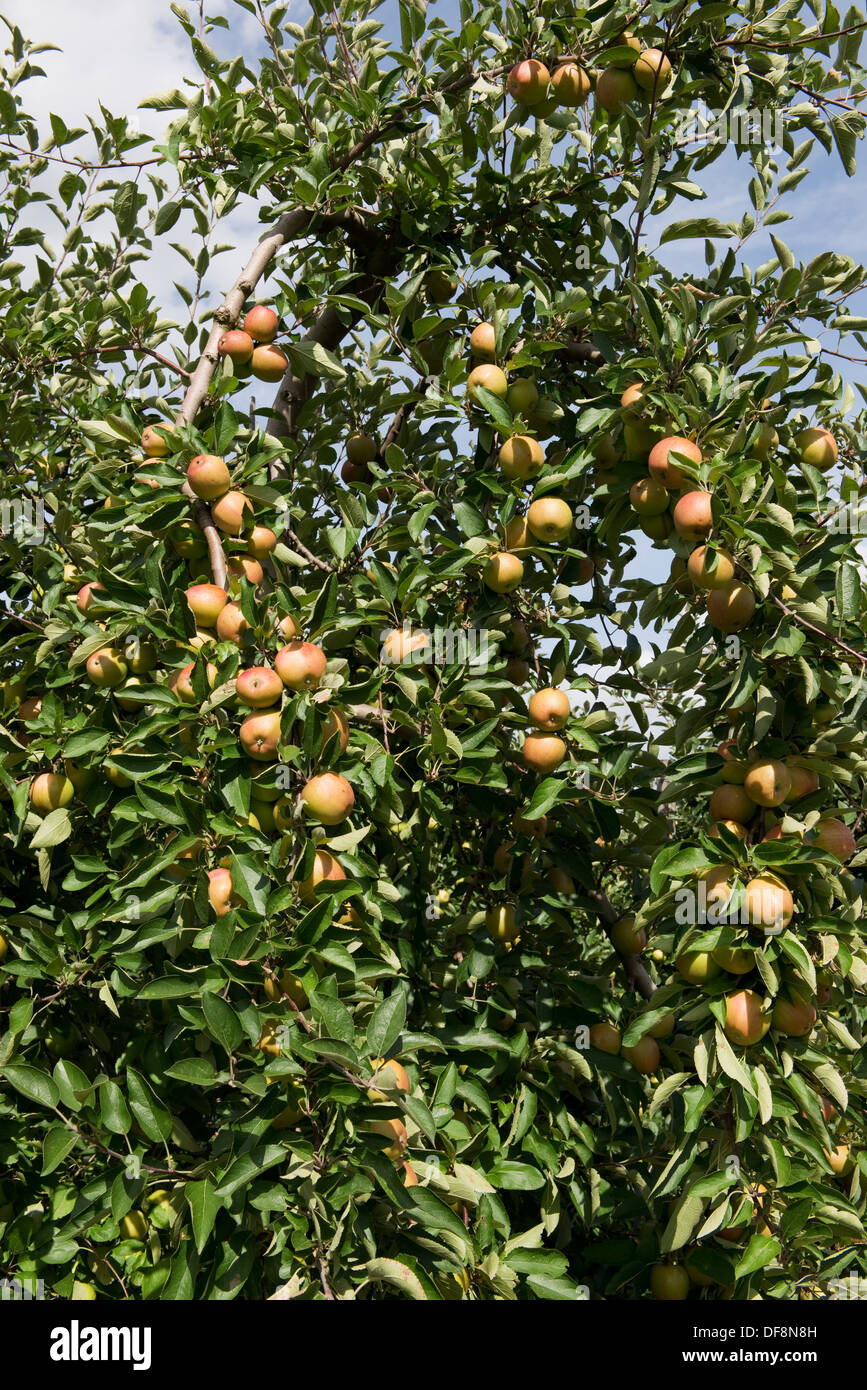 La fructification des pommes mûres fortement cordon sur les arbres près de Sainte-Foy-la-Grande, Gironde, France, Août Banque D'Images