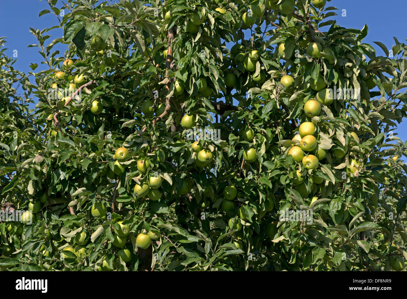La fructification des pommes mûres fortement cordon sur les arbres près de Sainte-Foy-la-Grande, Gironde, France, Août Banque D'Images