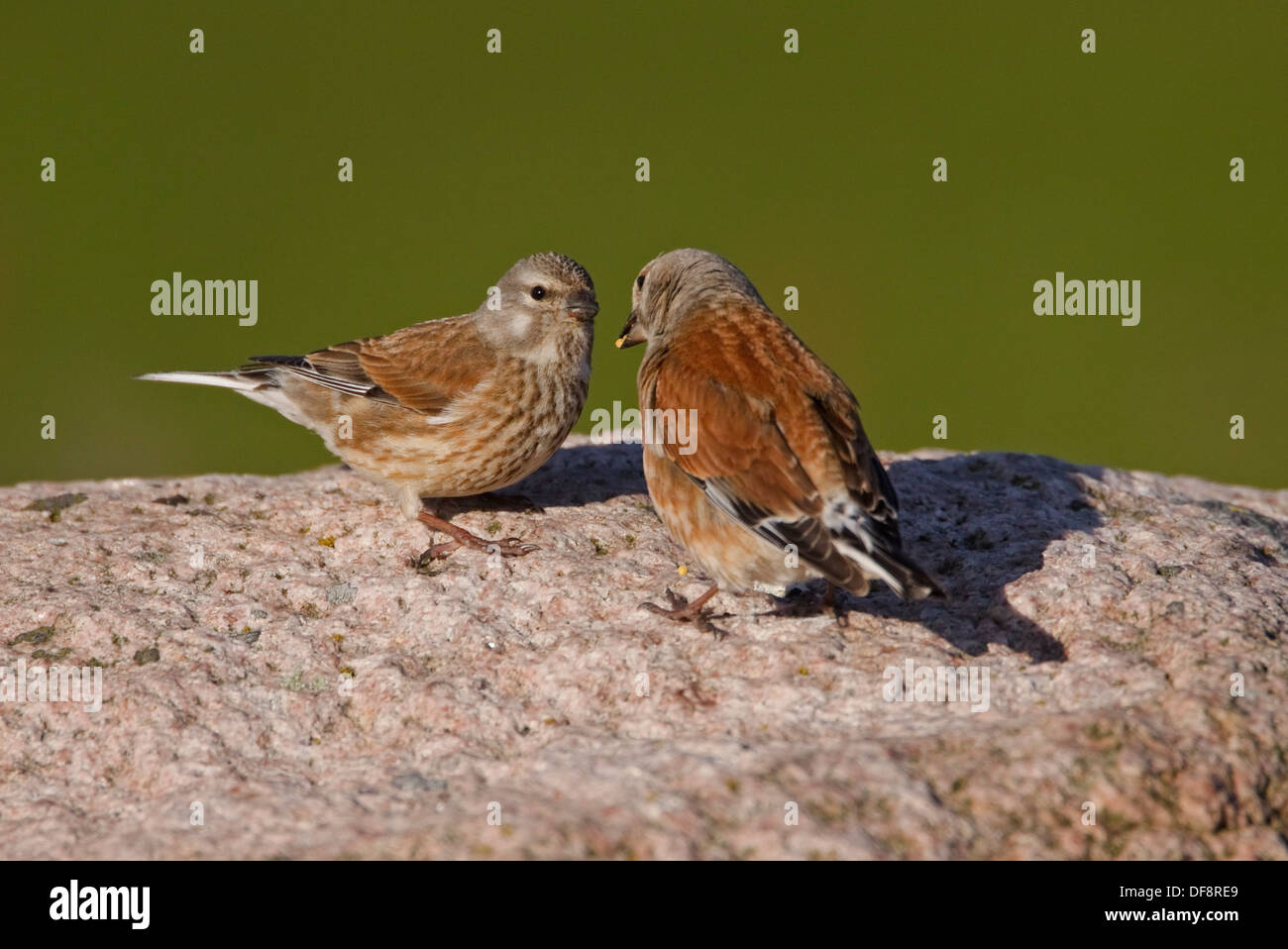 (Linnet Carduelis cannabina) juvénile alimentation adultes Banque D'Images