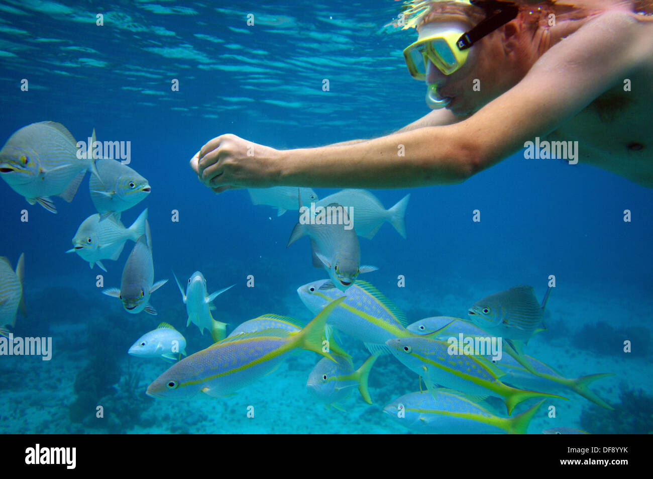 Plongée avec tuba dans la baie des Cochons, Cuba Photo Stock - Alamy