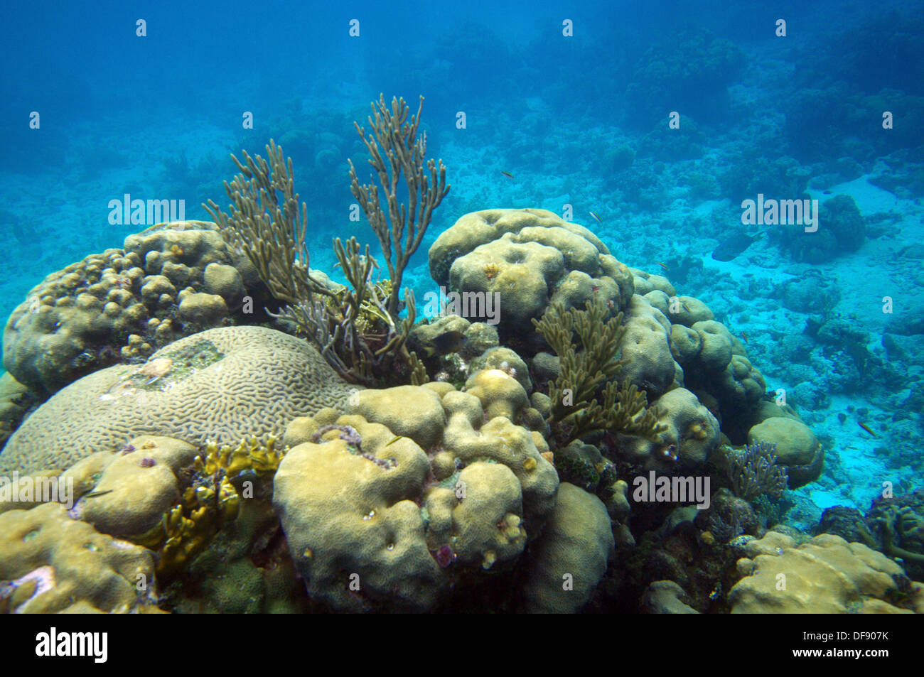 Barrière de corail en Baie des Cochons, Cuba Photo Stock - Alamy
