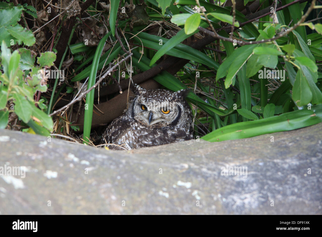 Un spotted eagle-hibou sur son nid. Banque D'Images