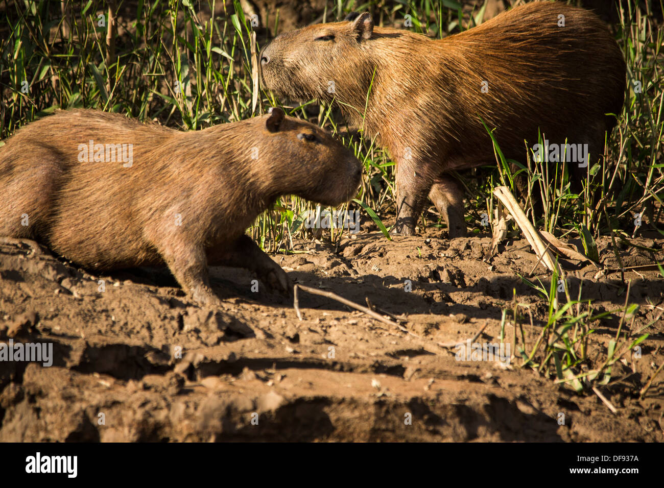 Capybara dans l'Amazonas Banque D'Images