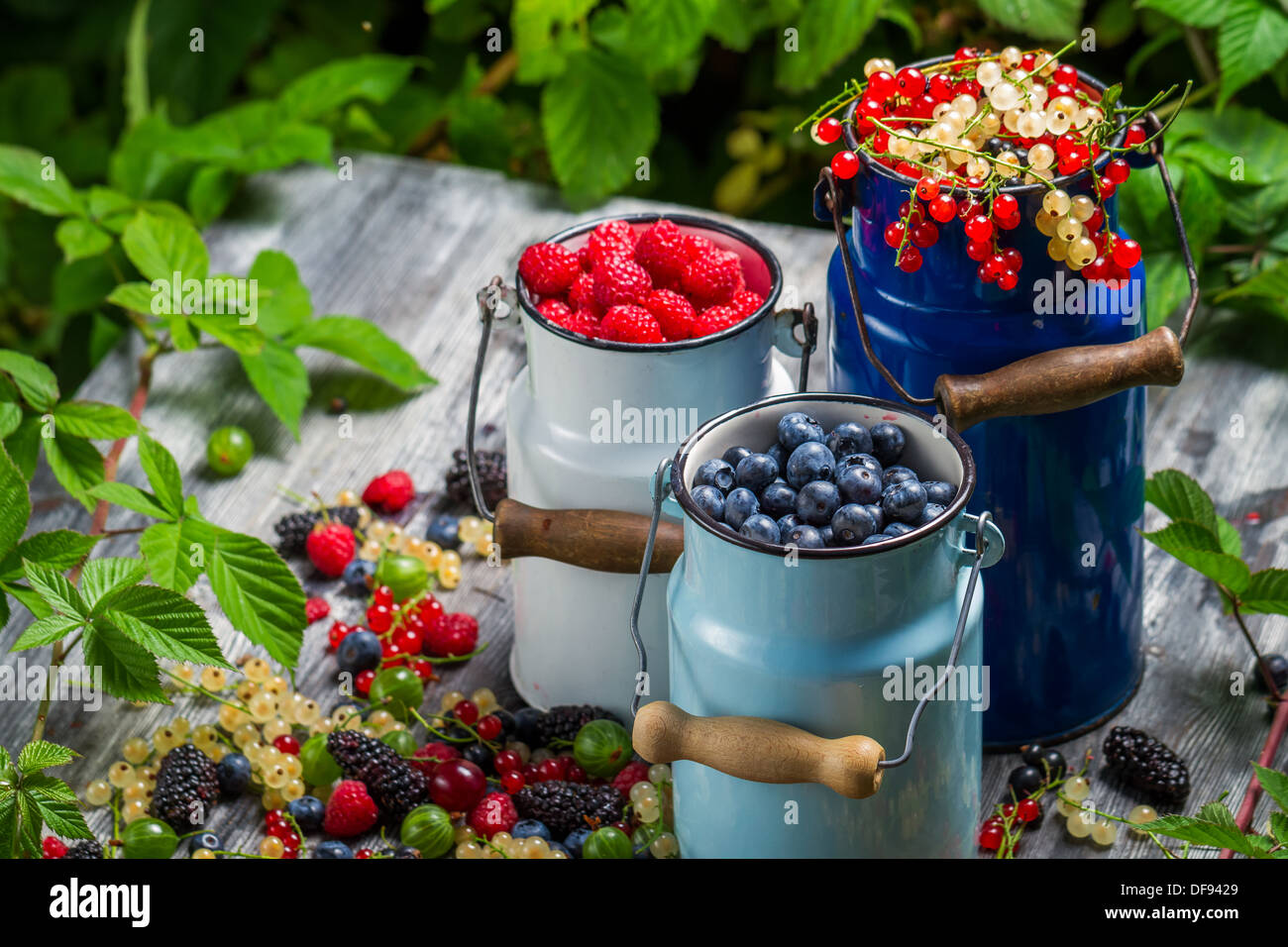 Fruits Fruits sauvages fraîchement récolté Banque D'Images