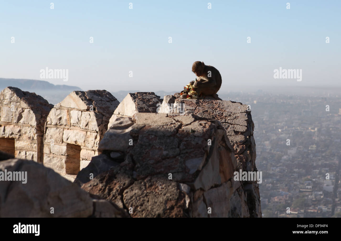 Singe à la Fort Nahargarh, Jaipur, Rajasthan, Inde, Asie. Banque D'Images