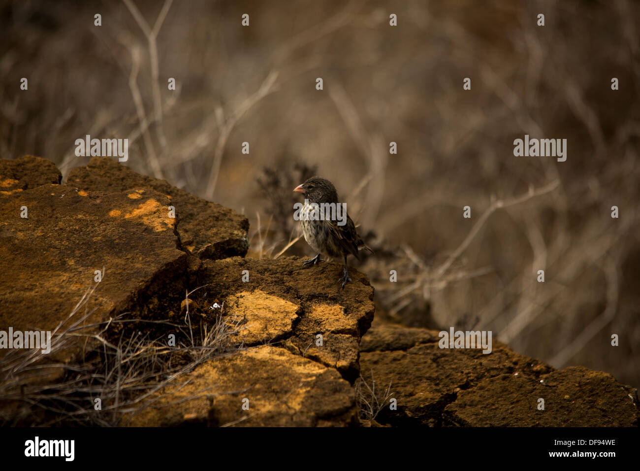 Un finch à Galápagos Banque D'Images