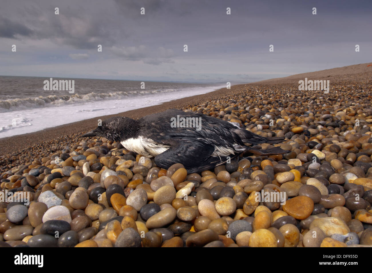 Oiseaux de mer échoués sur Chesil Beach, Dorset, Royaume-Uni et en cours de nettoyage au RSPCA West Hatch Rescue Centre Banque D'Images