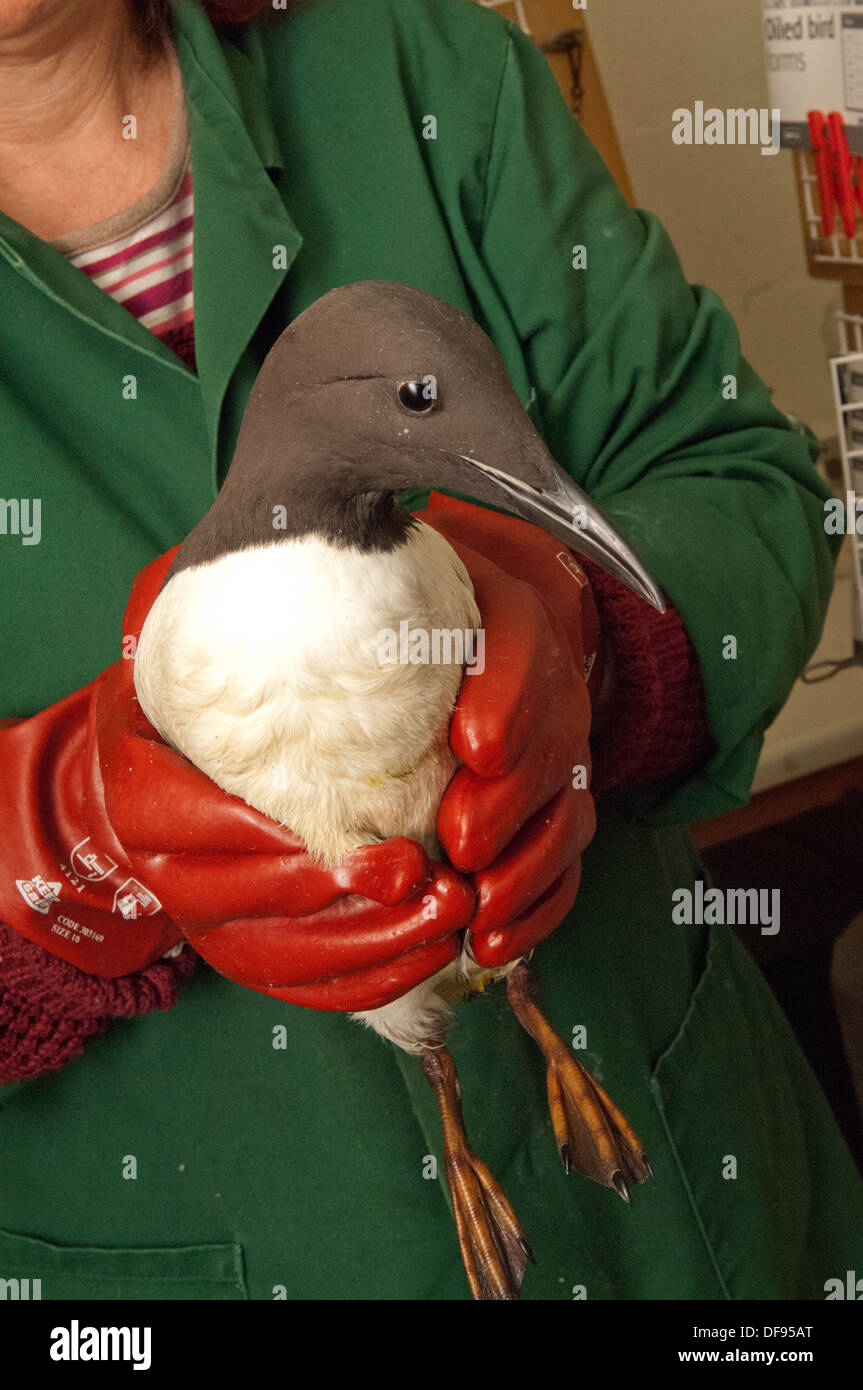 Catastrophe de pollution sur la côte sud de l'Angleterre , où des oiseaux morts sont trouvés sur Chesil Beach, Dorset et nettoyés au centre de Hatch Ouest de la RSPCA. Banque D'Images