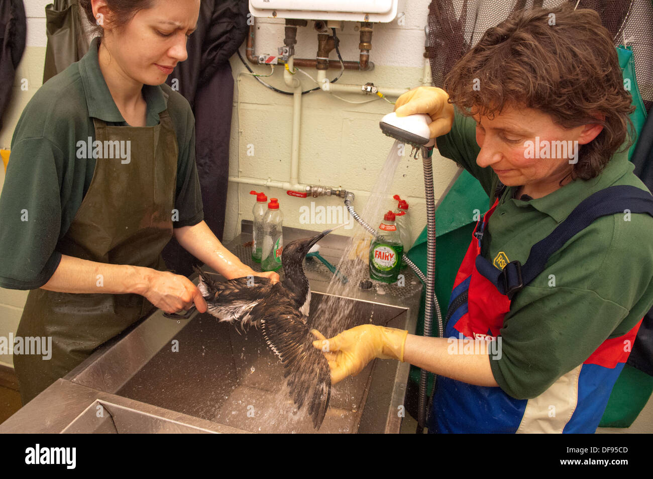 Catastrophe de pollution sur la côte sud de l'Angleterre , où des oiseaux morts sont trouvés sur Chesil Beach, Dorset et nettoyés au centre de Hatch Ouest de la RSPCA. Banque D'Images