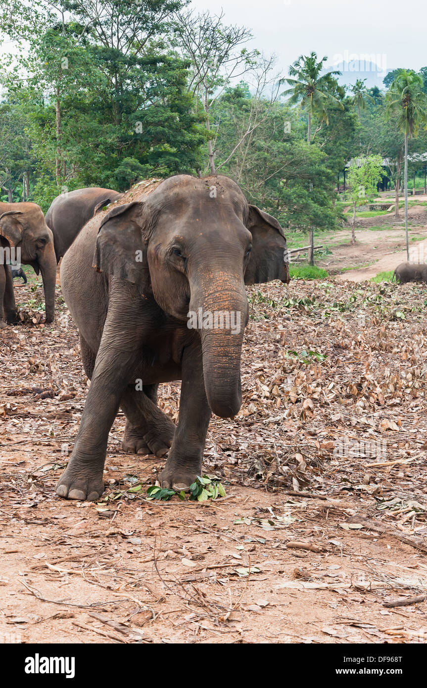 Dans l'éléphant éléphant de Pinnawela, Sri Lanka Banque D'Images
