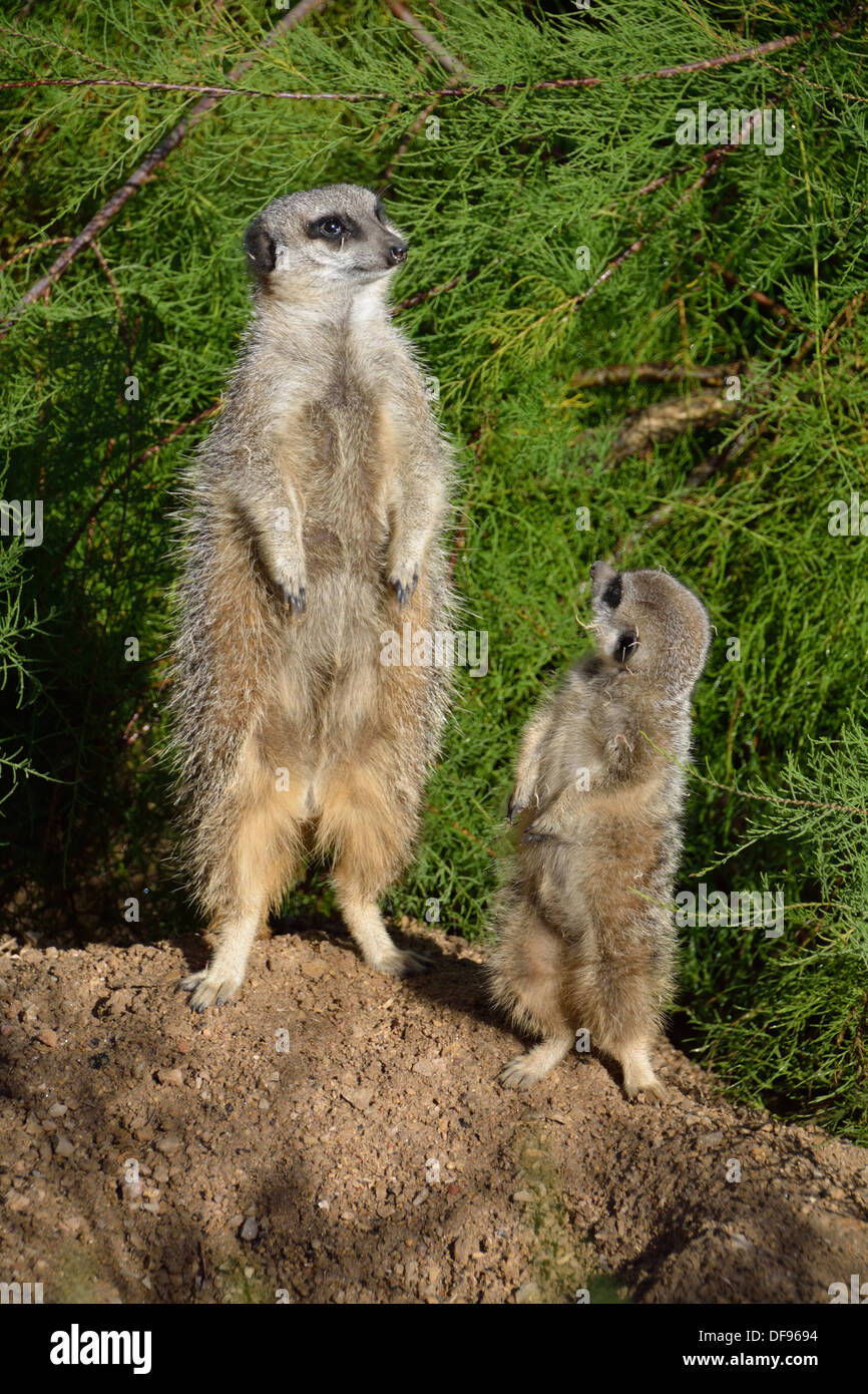 'Légende' shot hilarant d'un adulte (suricates Suricata suricatta pup) et partager un moment. Le Zoo de Londres, ZSL. Banque D'Images