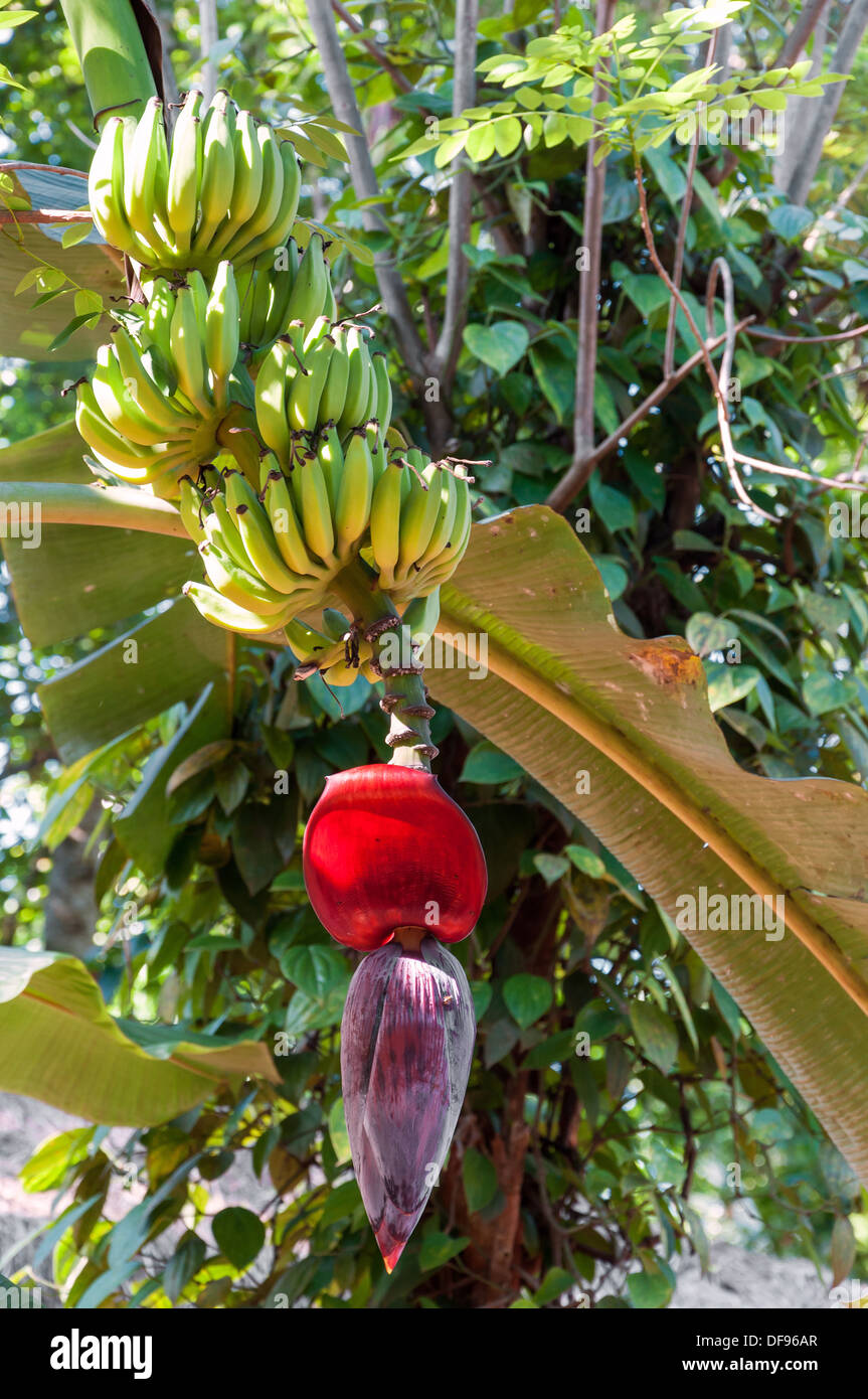 Fleur de bananier florissante dans le jardin d'épices, Sri Lanka Banque D'Images