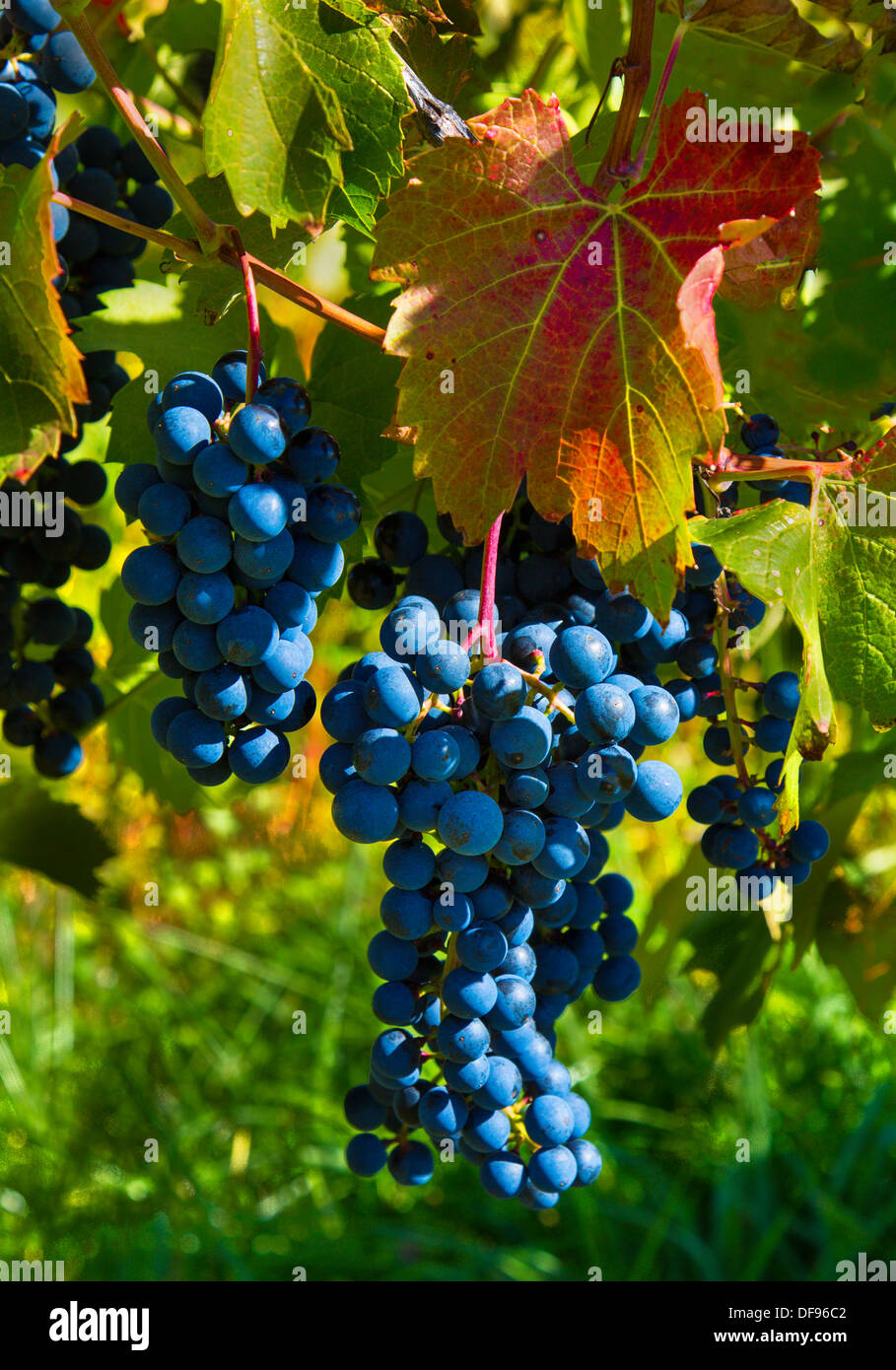 Grappes de raisin bleu accroché sur vigne vignoble dans la région des lacs Finger de l'État de New York Banque D'Images