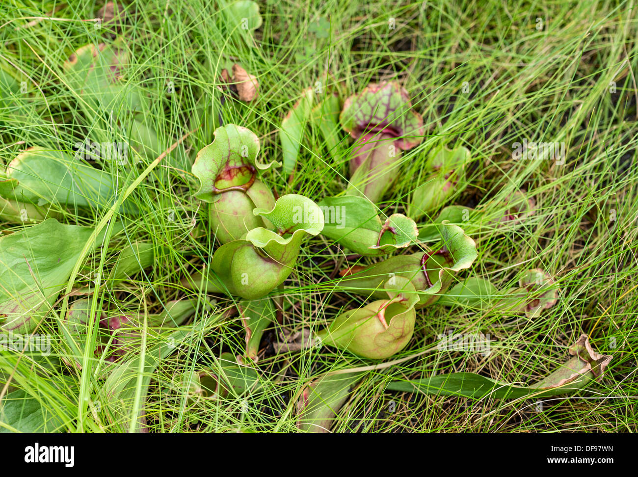 Sarracenia purpurea, communément connu sous le nom de la sarracénie pourpre, est un carnivore. Banque D'Images