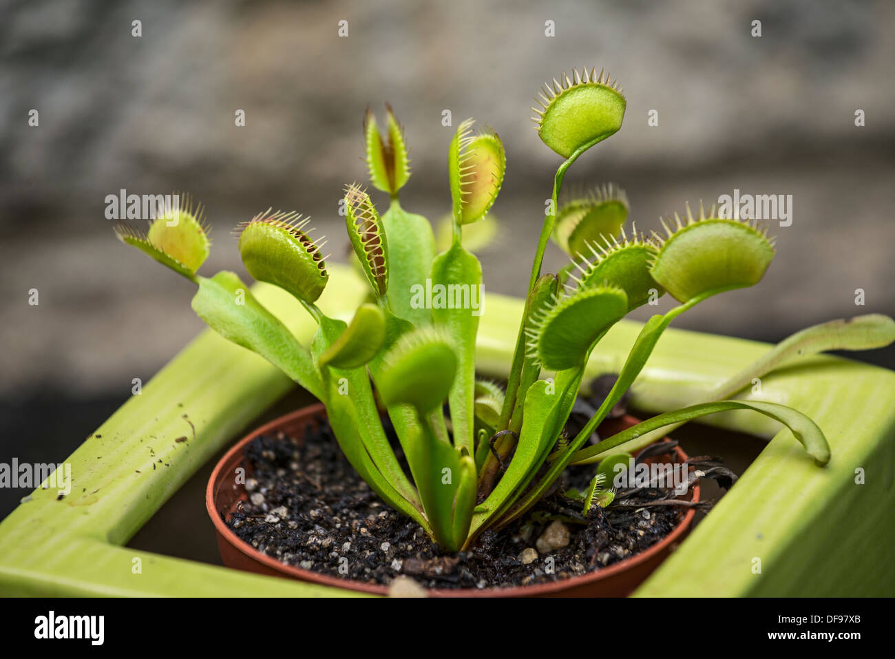 Le mascipula, Dionaea dionée. Banque D'Images
