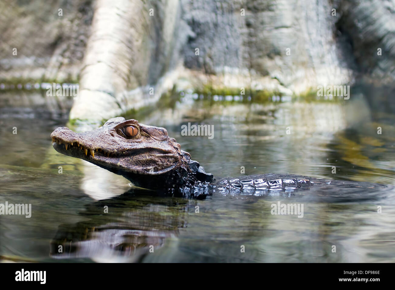 Les jeunes en alligator avec de l'eau marécageuse Banque D'Images