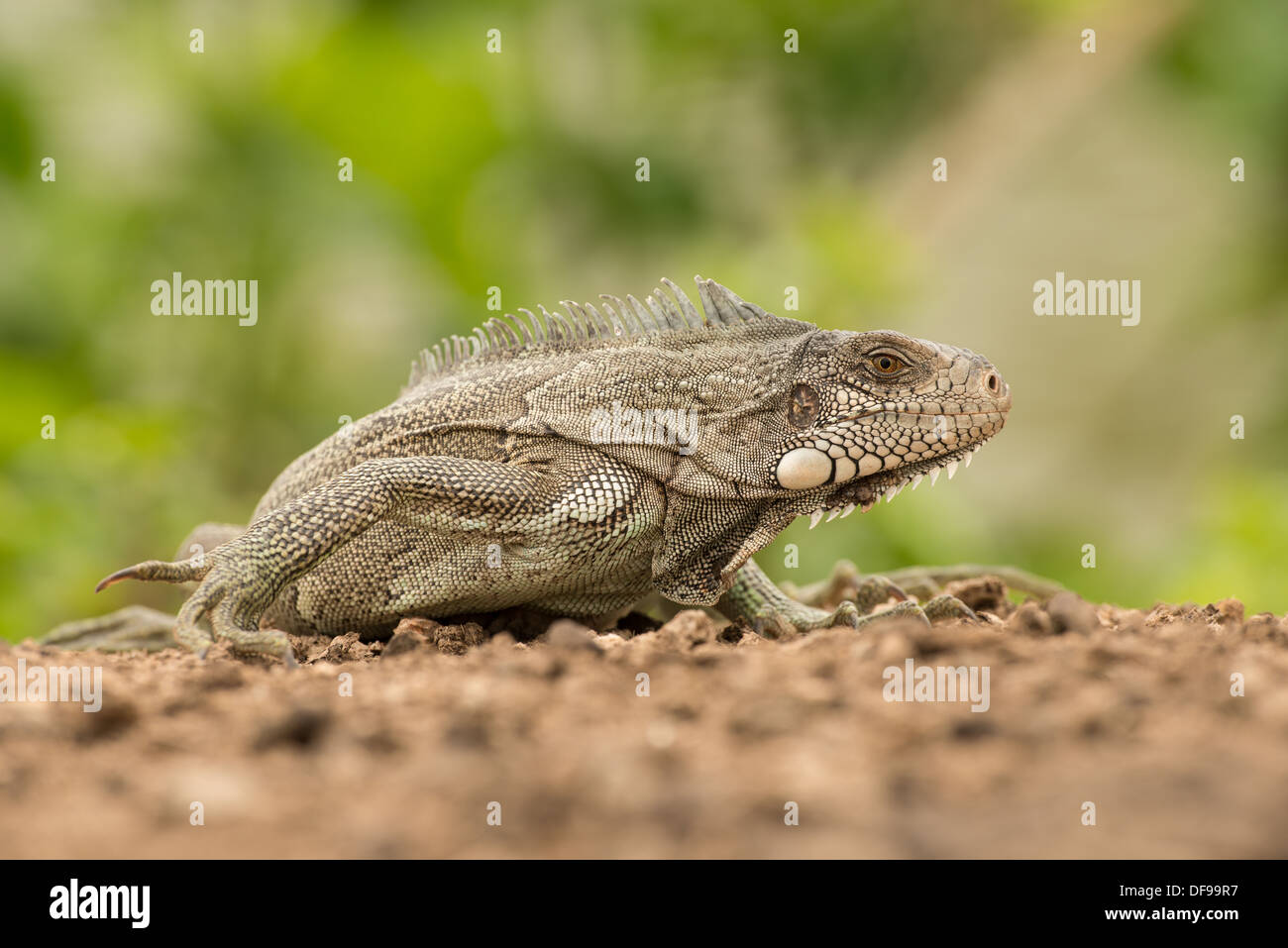 Stock photo d'un iguane vert, posés sur une plage dans le Pantanal. Banque D'Images