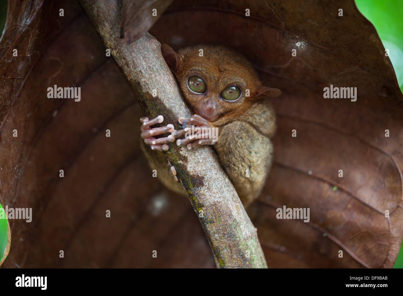 Philippine tarsier Banque de photographies et d’images à haute résolution Alamy