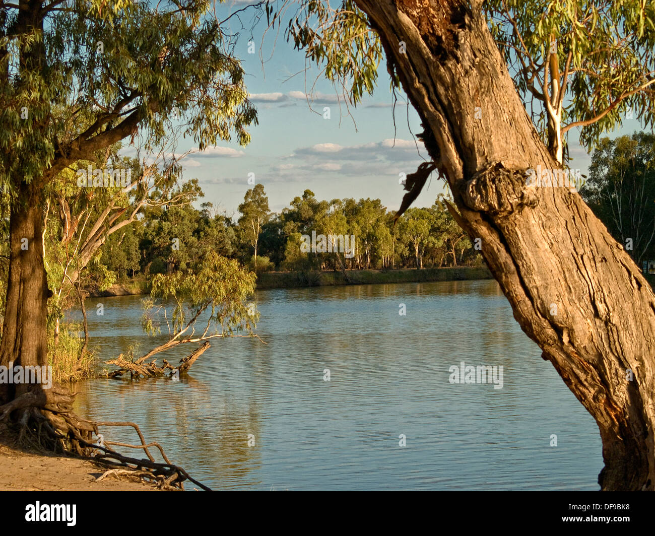 Murray River Bend, bouteille, Mildura, Victoria, Australie Banque D'Images