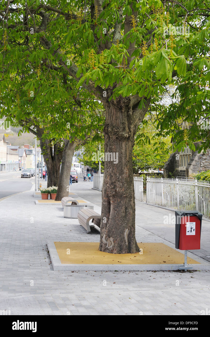 Cheval adulte châtaigniers dans l'eau des fosses d'arbres perméables, partie d'un nouveau revêtement, développement de trottoir, Aberystwyth, Pays de Galles, Royaume-Uni Banque D'Images