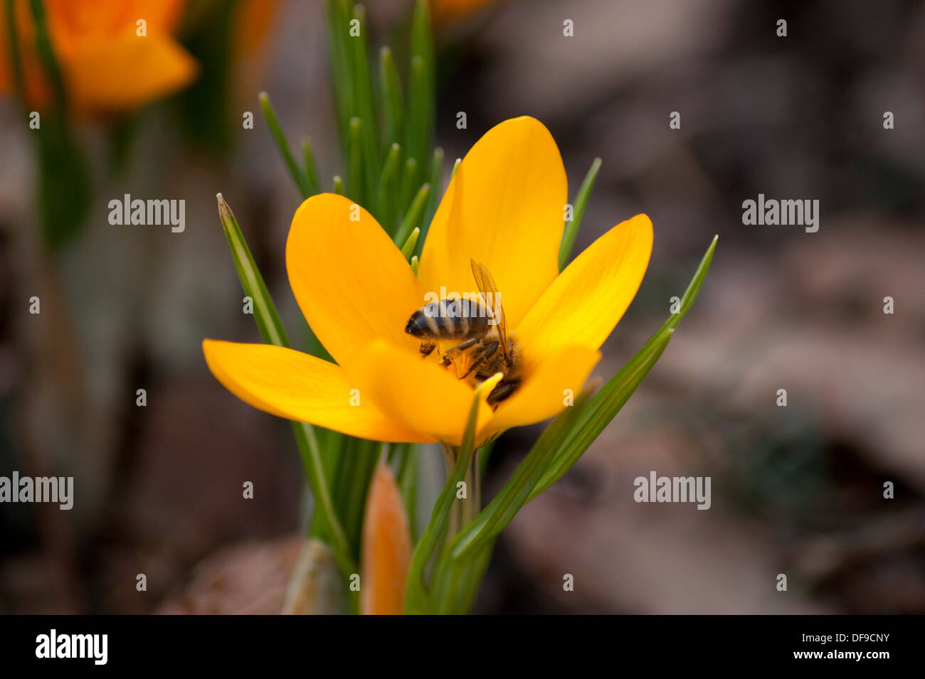 Fleurs de Printemps, crocus Banque D'Images