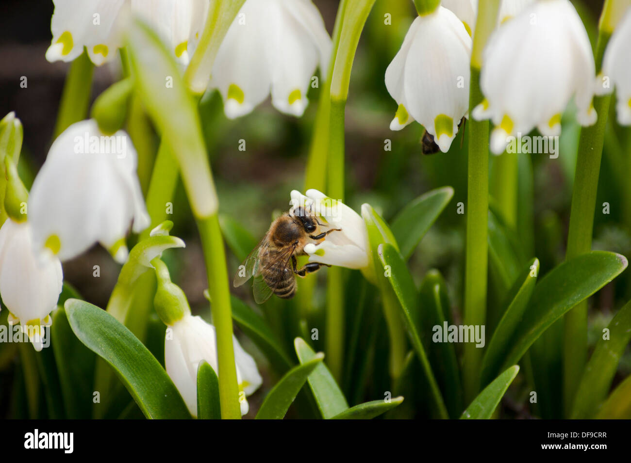 Fleurs de printemps, les perce-neige Banque D'Images