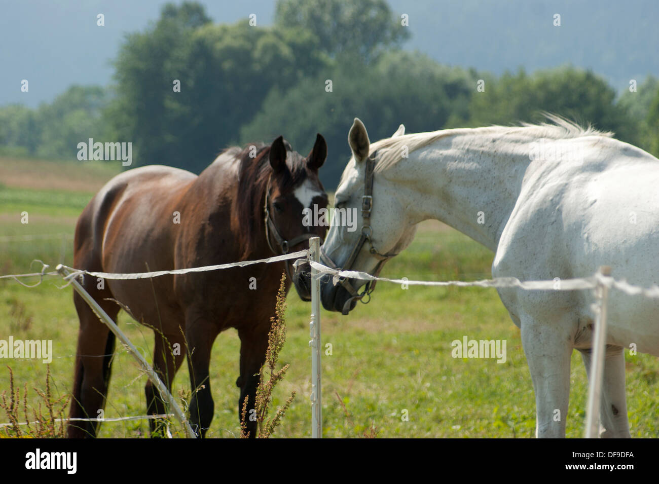 Chevaux sur la prairie Banque D'Images