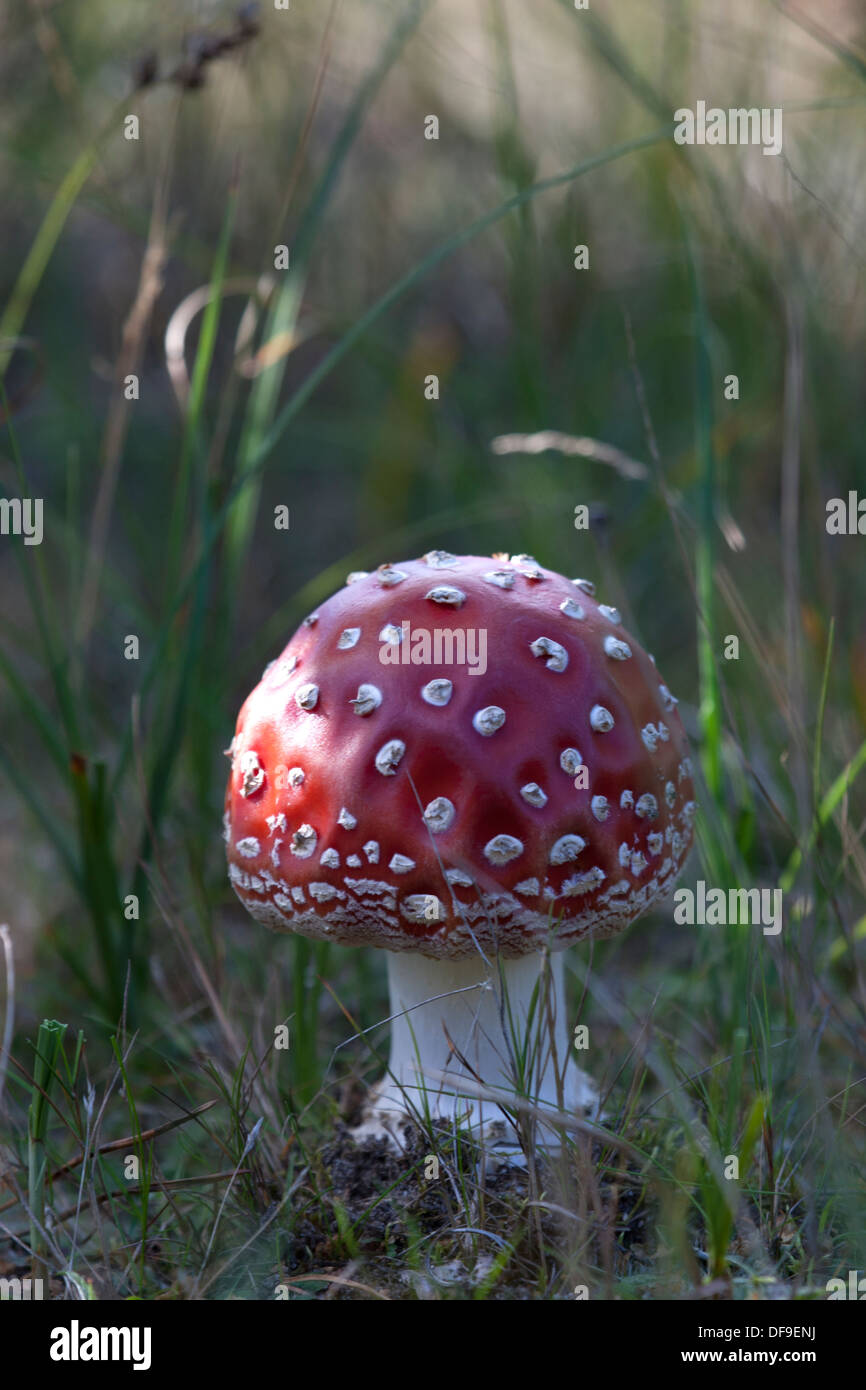 agaric de mouche Banque D'Images