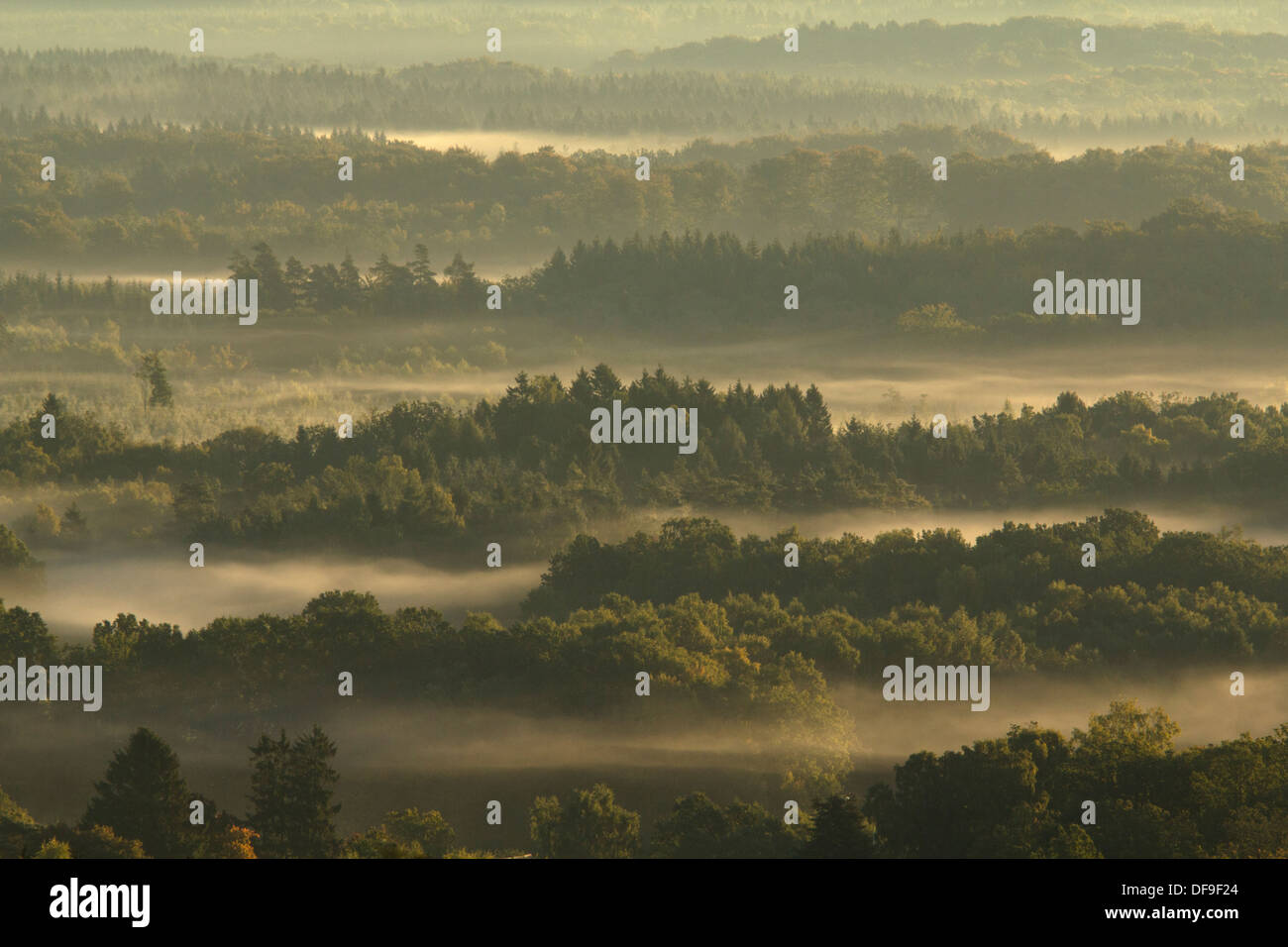 Une vue sur une forêt brumeuse Banque D'Images