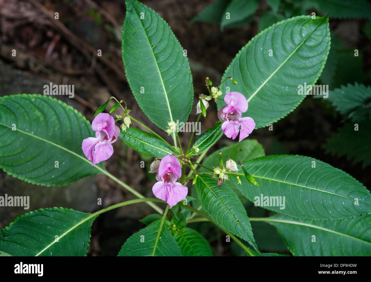 Balsamine de l'Himalaya (Impatiens glandulifera) Banque D'Images