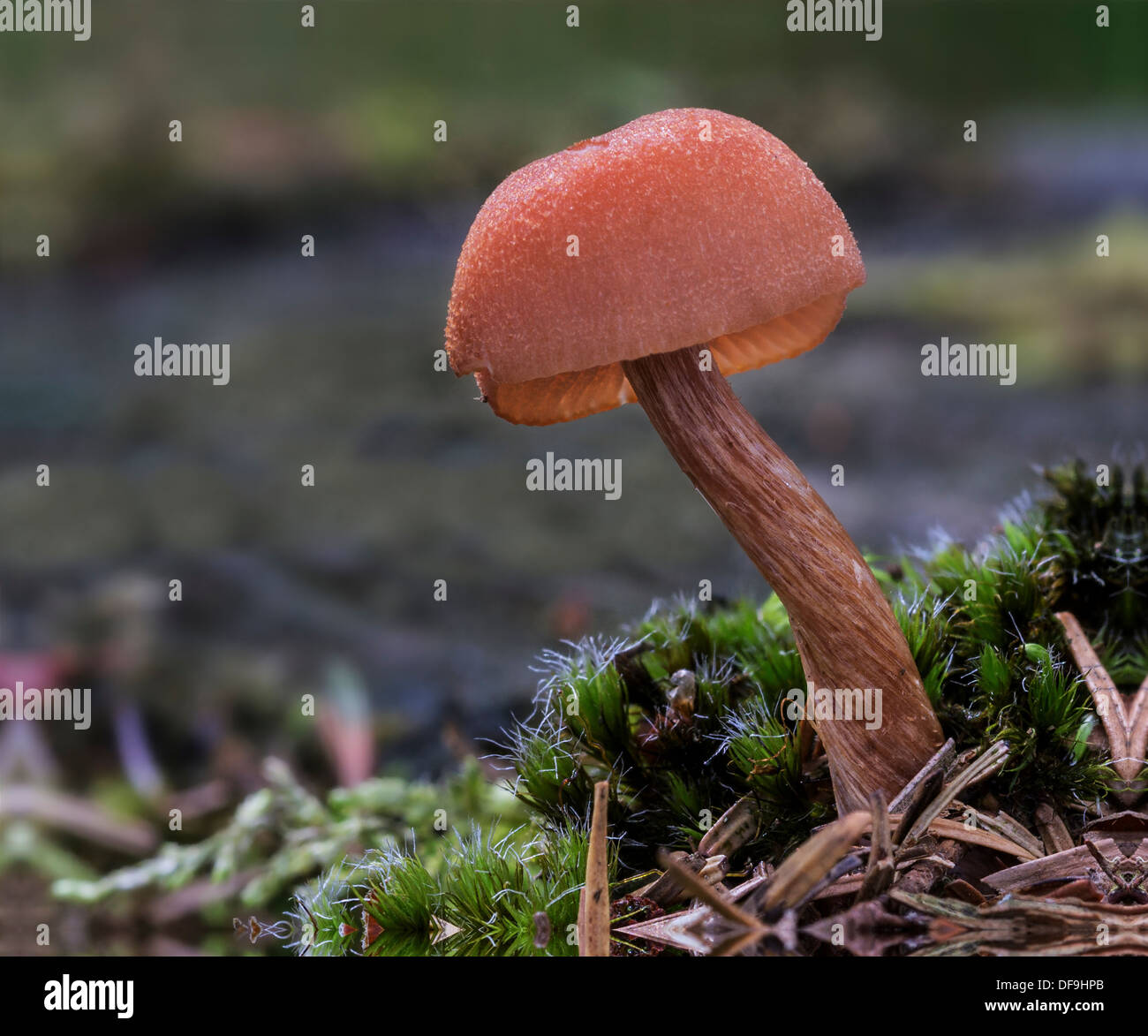 Laccaria proxima (Scurfy séducteur) champignon. Banque D'Images