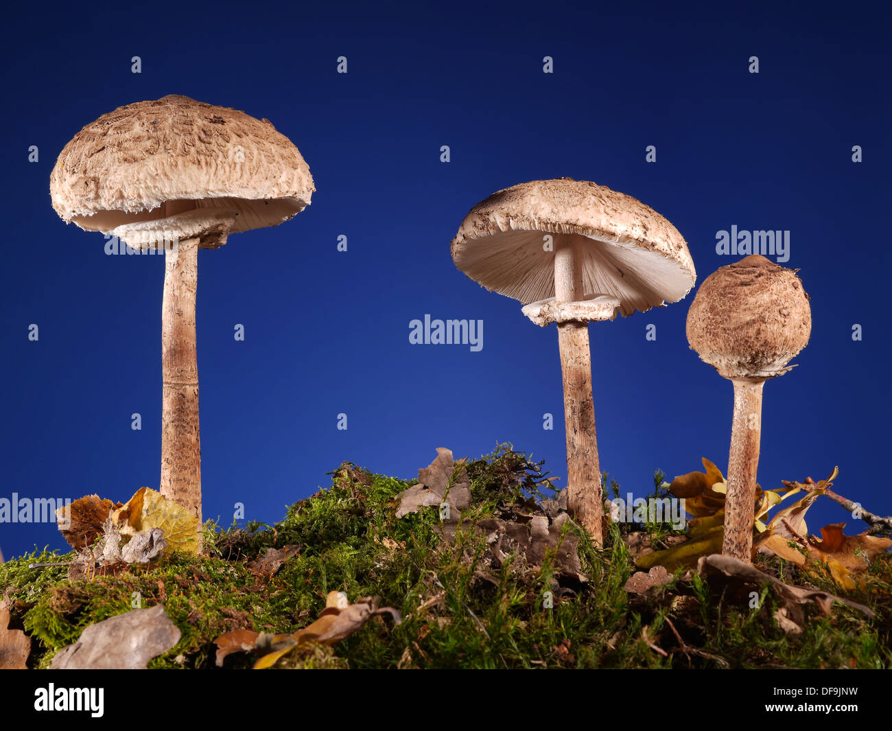 Trois champignons champignon Parasol poussant dans la forêt Banque D'Images