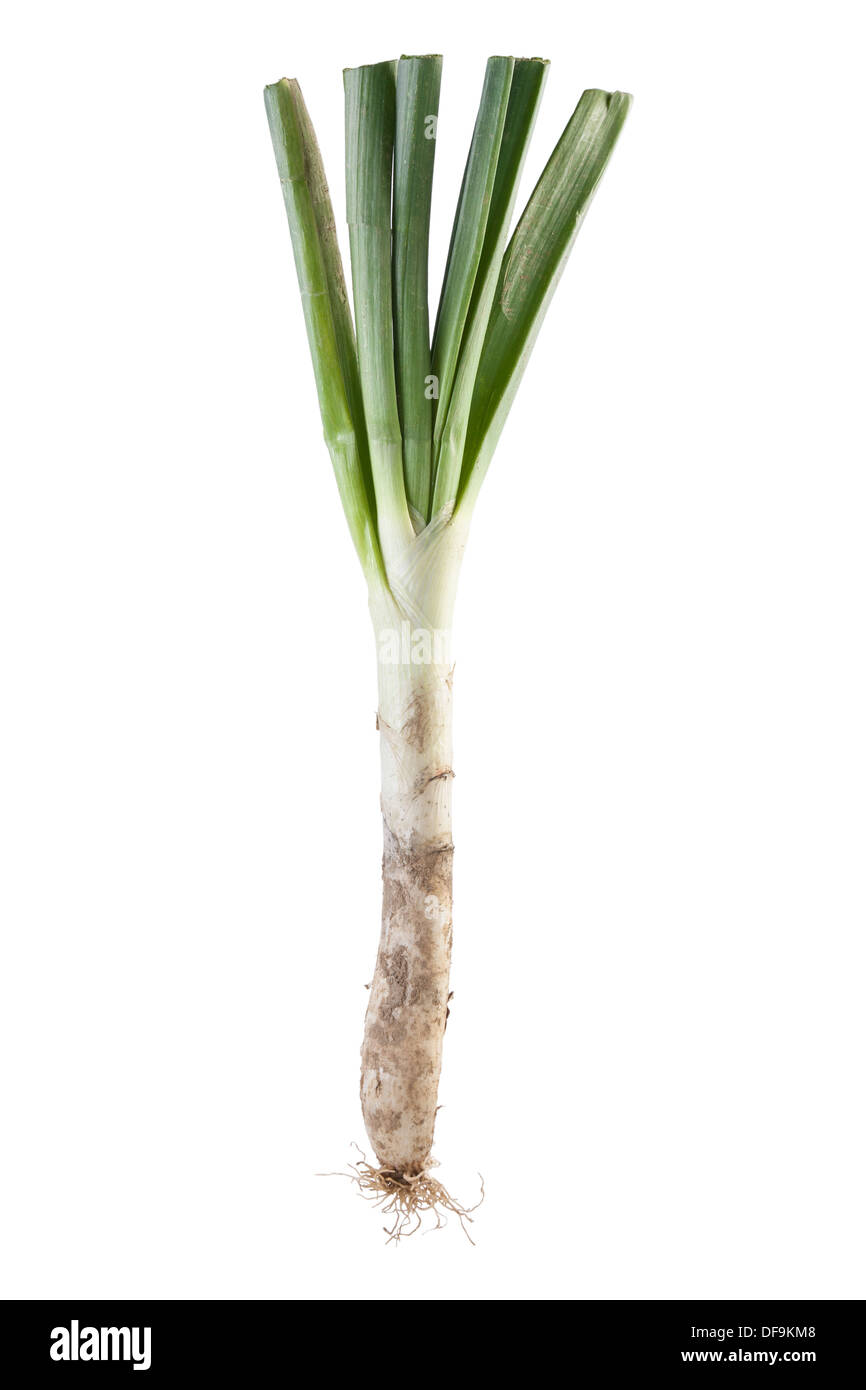 Un calçot isolés dans White Banque D'Images