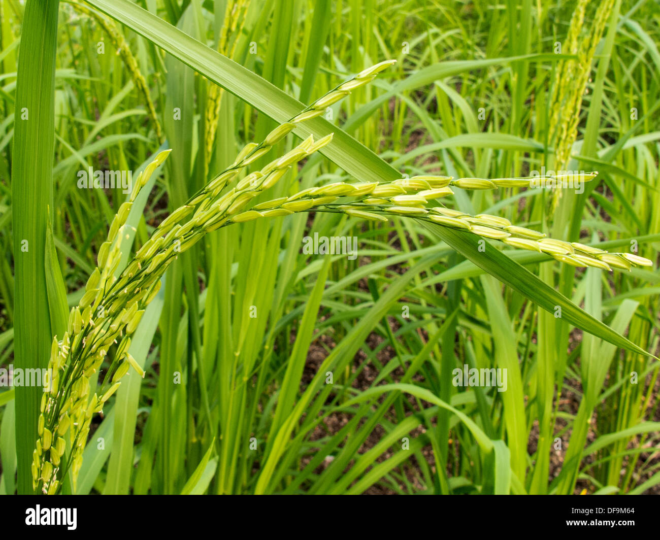 Usine de riz Ashoka 228 Banque D'Images
